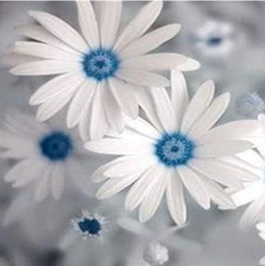 African Blue Eyed Daisy Plant Osteospermum Flowers Cape Mix Flower Seed