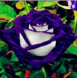 Rose Flower Seeds Climbing Plant