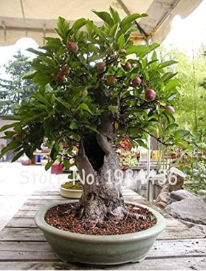 Rare Olive Seed Seed (Olea Europaea) Mini Seed
