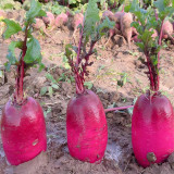 Purple Pineapple-shaped Radish Seeds