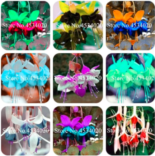 Double Petals Fuchsia Seed, Balcony Flower Fuchsia Flowers (Color: Mixed)
