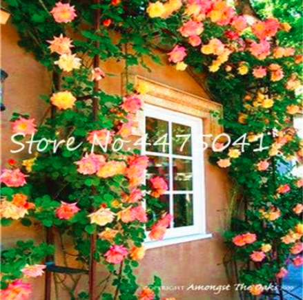 Climbing Rose Seed Perennial Indoor Climbing Charming Rose (Color: 11)