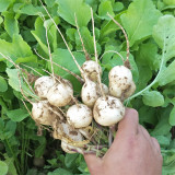 White Cherry Radish Seeds