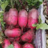 Purple Pineapple-shaped Radish Seeds