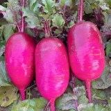 Purple Pineapple-shaped Radish Seeds
