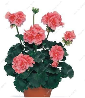 Geranium Rare Seed Flower Perennial Plant Pelargonium Peltatum