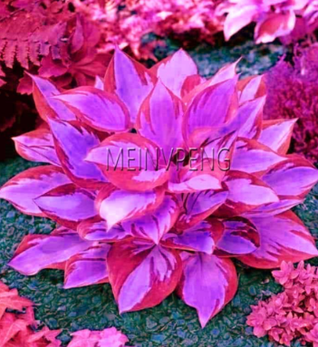 Hosta Seed Perennials Plantain Beautiful Lily Flower (Color: 6)