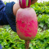 Purple Pineapple-shaped Radish Seeds