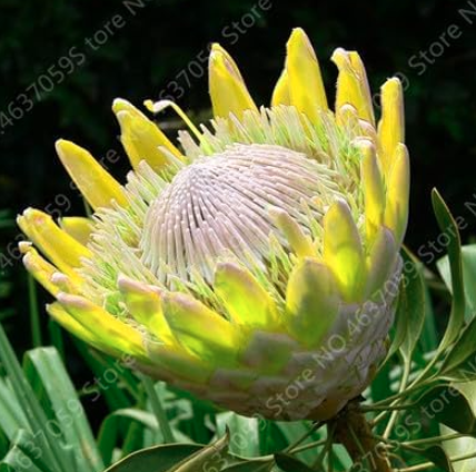 Fresh Rare Protea Cynaroides Seed Flower Exotic Indoor Flore Plants (Color: 11)
