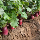 Purple Pineapple-shaped Radish Seeds