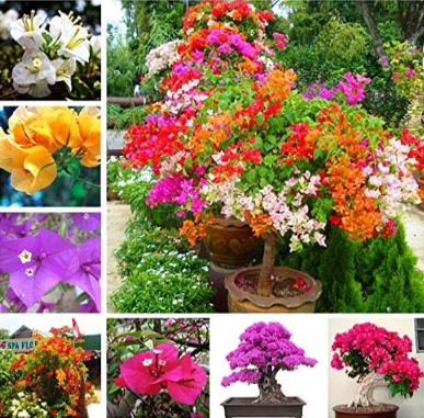 Bougainvillea Plant Bougainvillea Spectabilis Willd Seeds Mixed