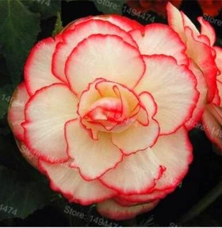 Begonia Flower Plant Beautiful Garden Seed Flower Flores Perennial Malus Spectabilis