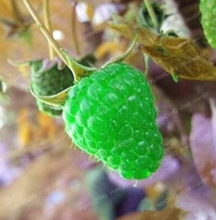 Raspberry Seed Organic Heirloom Fruit Seed Seed