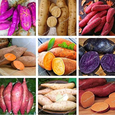 Sweet Potato Flores Vegetables plantas Fresh Food Seeds