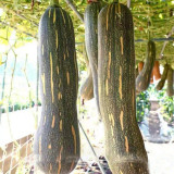 Jiaojian No.1 Pumpkin Seeds