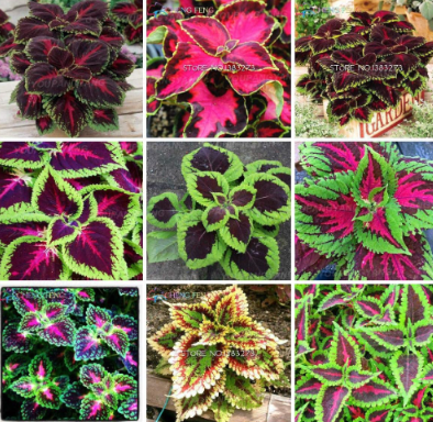 Rare Coleus Plants Beautiful Garden Flowers Seeds Mixed