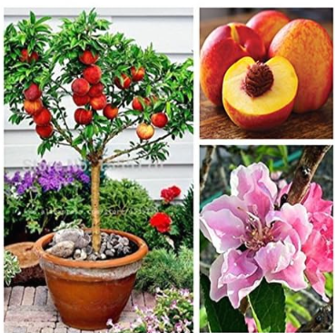 Sweet Peach, Peach Tree, Dwarf Bonanza Peaches, Seed Fruit for Home Garden Plants