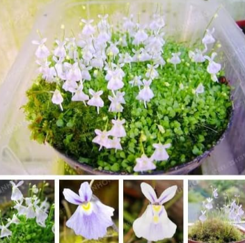 Small White Rabbit Bladderwort Carnivorous Plants Seed