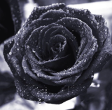 Rare Rose Seed Plant Rose Flower