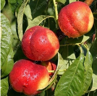 Sweet Peach Seed China Nectarine Planta Outdoor Tree Potted Dwarf