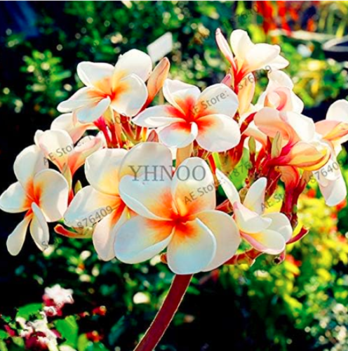 Mix-Color Real Fresh Frangipani Plumeria Rubra Flower Tree (Color: 9)