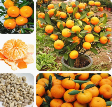 Sweet Citrus Fruit Tree Seed (Citrus Reticulata) Eating Organic Fruit Mandarin Orange