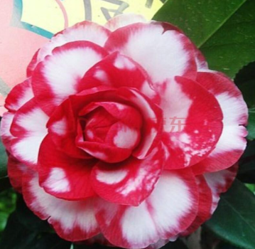 Climbing Common Camellia Seed Camellia Japonica Flower