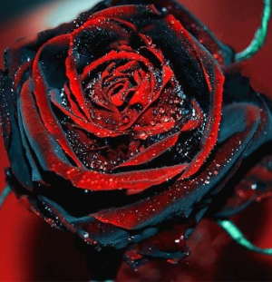 Rare Rose Seed Plant Rose Flower
