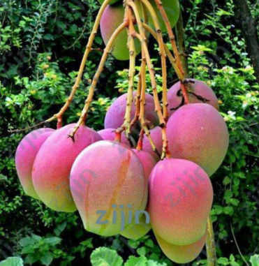 Mango Seed Mini Mango Tree Plants Organic Fruits