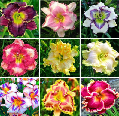 Rare Lily Seed plantas Lily Flower Seeds Plants for Home & Garden Decoration