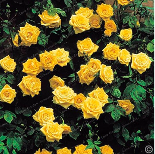 Rose plant Seeds Climbing Plant Perennial Rose plant Home Garden Courtyard (Color: 4)