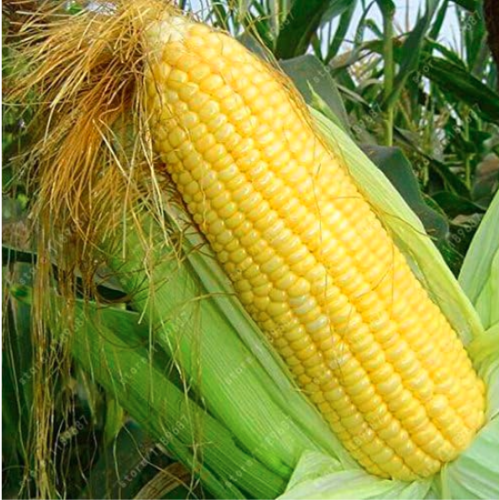 Sweet Fruit Yellow Corn Cultivation Sweet Waxy High - Yielding Species