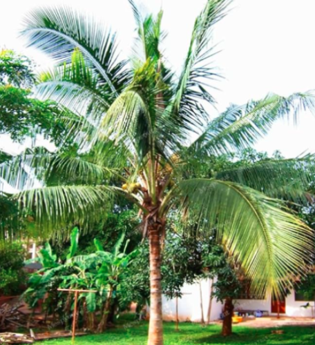 Coconut Tree Seed Giant Miracle Fruit Tree High Nutrition Juicy Fruits