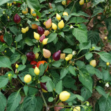 Pearl Multicolored Pepper Seeds