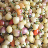 Pearl Multicolored Pepper Seeds