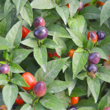 Pearl Multicolored Pepper Seeds