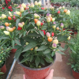 Pearl Multicolored Pepper Seeds