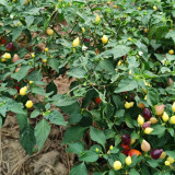 Pearl Multicolored Pepper Seeds