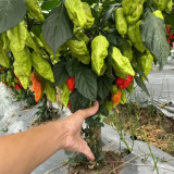 Ghost Pepper Seeds