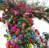 Exotic Tengben Climbing Rose Seed Mixed Color Beauty Your Balcony Family Garden Seed