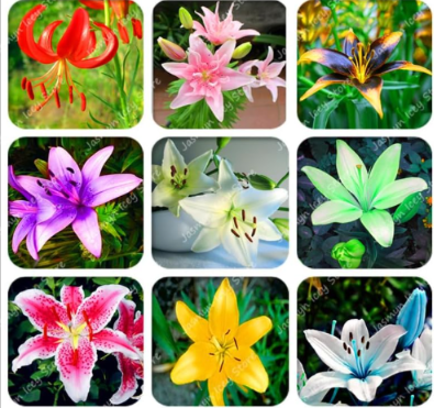 Lily Flower Seed Not Lily Bulbs (Color: Mix)