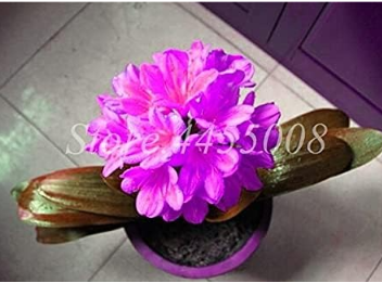 Clivia Miniata Seed Gorgeous Potted Rare Bush Lily Flower Plant