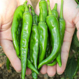 Zhangshugang Chili Pepper Seeds