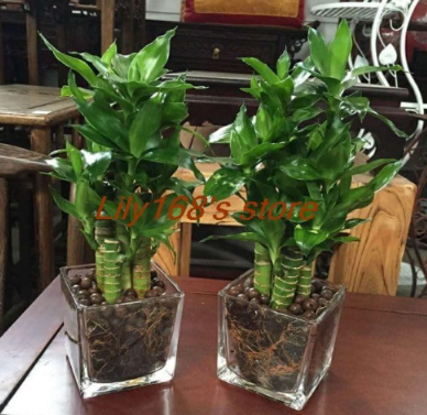 Lucky Bamboo Choose Potted Seed Variety Complete Dracaena plant Purifying air Radiation Absorbing