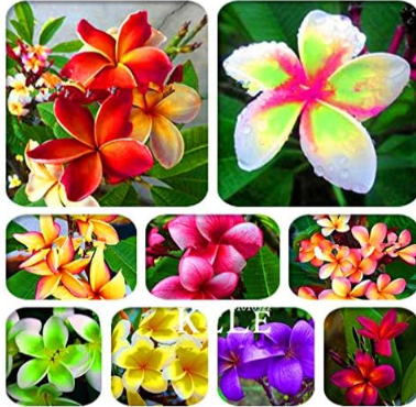 Japanese style Plumeria plant potted Seed home garden