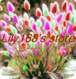 Ornamental grasses Seed, Bunny Tails Lagurus Ovatus Seed Adorable Ornamental grass Seed