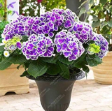 Geranium Planting Seed Flower Plants Seeds Potted Geranium for Home Garden Decoration