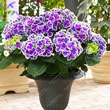 Geranium Planting Seed Flower Plants Seeds Potted Geranium for Home Garden Decoration