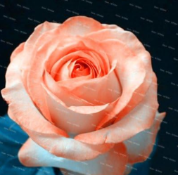 Rose Flower Rose Seed Climbing Plan Beautiful Perennial Rose Petals for Home Courtyard Garden