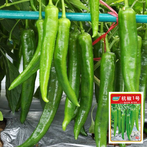Hangjiao No.1 Pepper Seeds